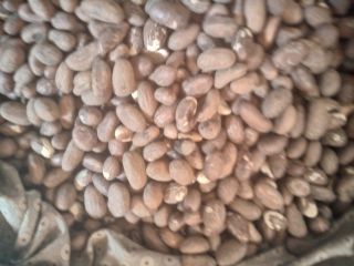We have quality bitter kola for sale