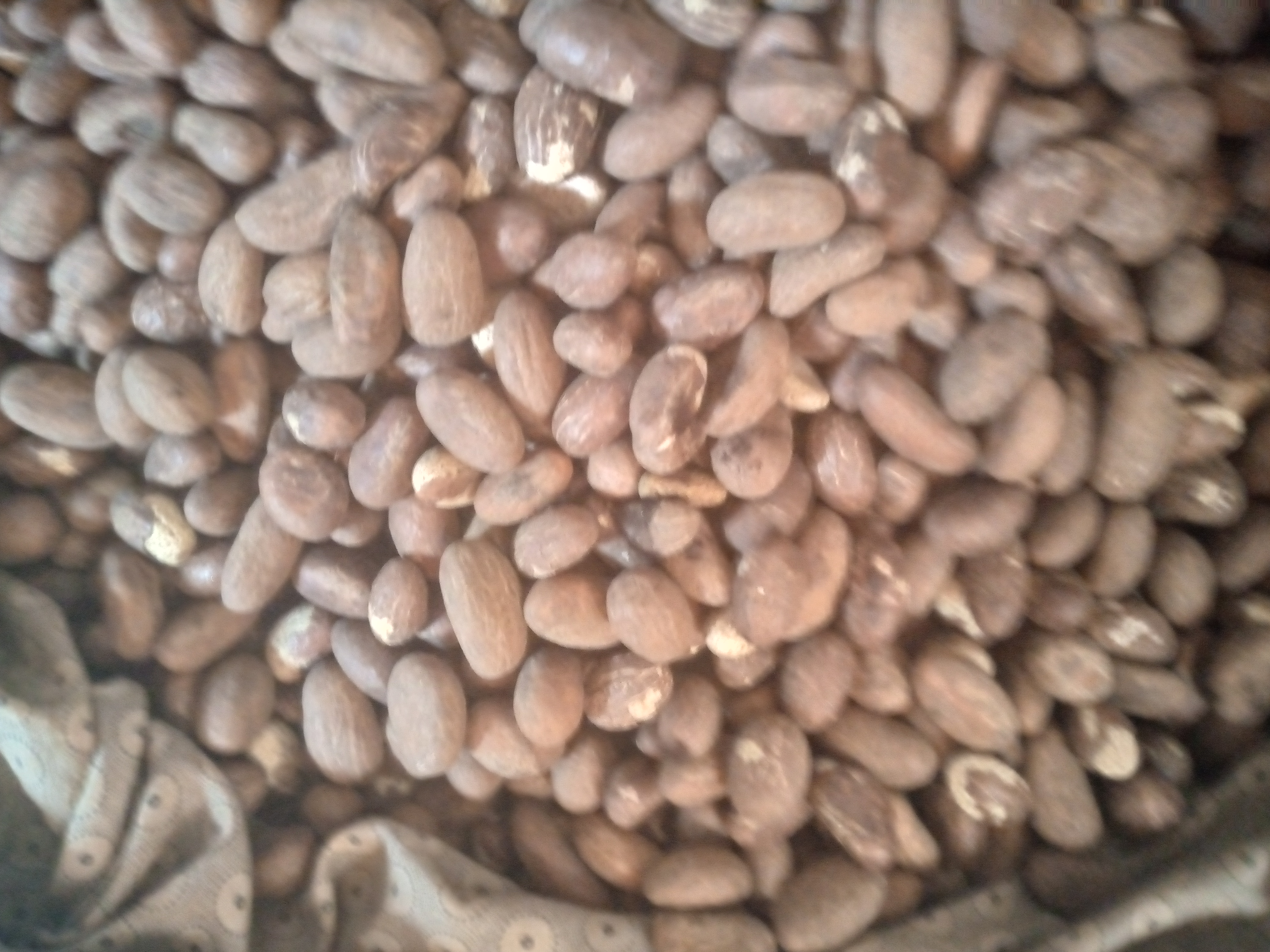 We have quality bitter kola for sale