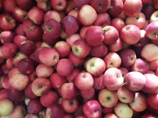 I sell apples for consumption at producer price. Ionathan,