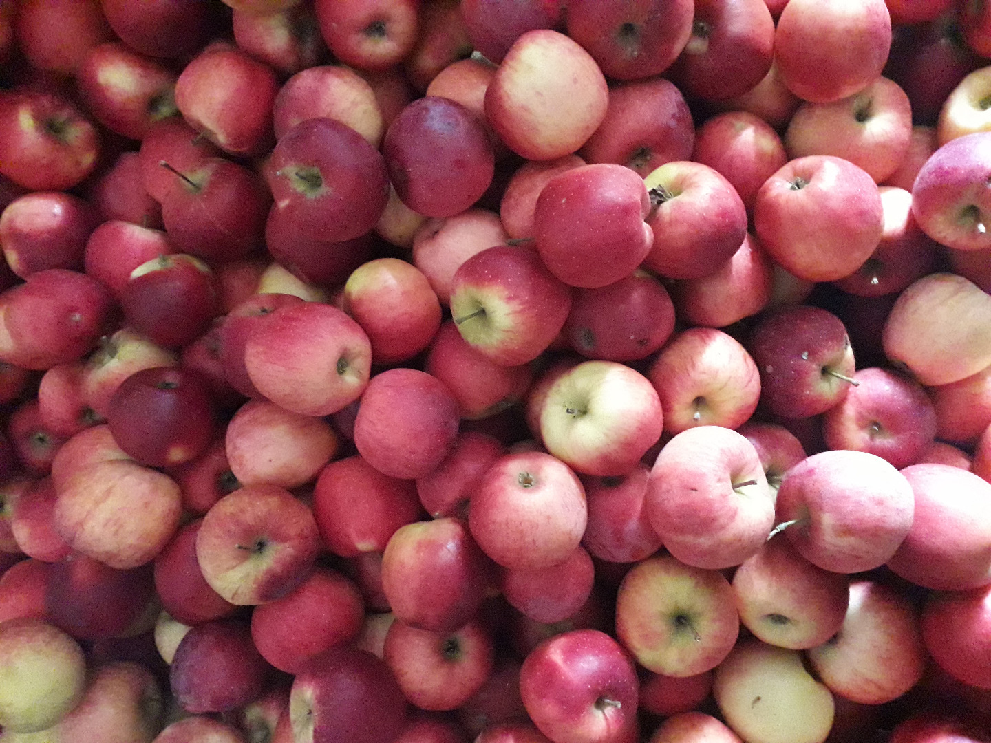 I sell apples for consumption at producer price