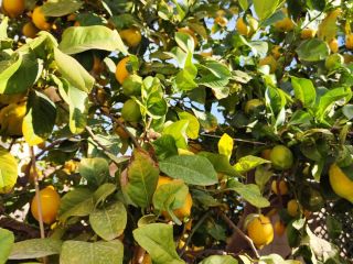 Fine lemon from the Huerta de Murcia, traditional cultivation.
