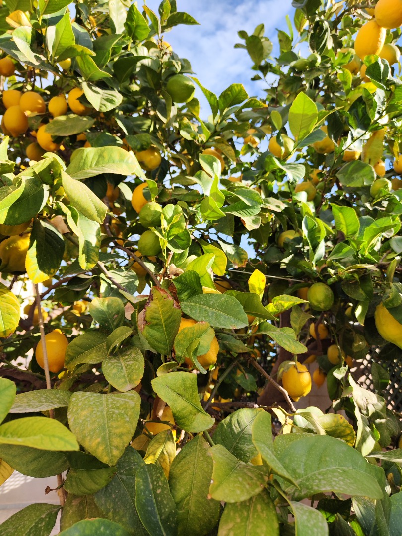 Fine lemon from the Huerta de Murcia, traditional cultivation