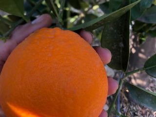 Orange varieties Lane late, Navelate, Navelina, Newhall, Washington Navel,