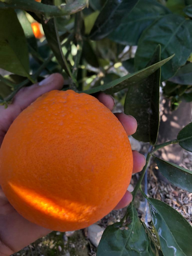 Orange varieties Lane late, Navelate, Navelina, Newhall, Washington Navel, Sanguinelli, Caracara and Powel