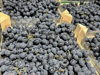 Delight in the rich taste of Moldova grapes, now