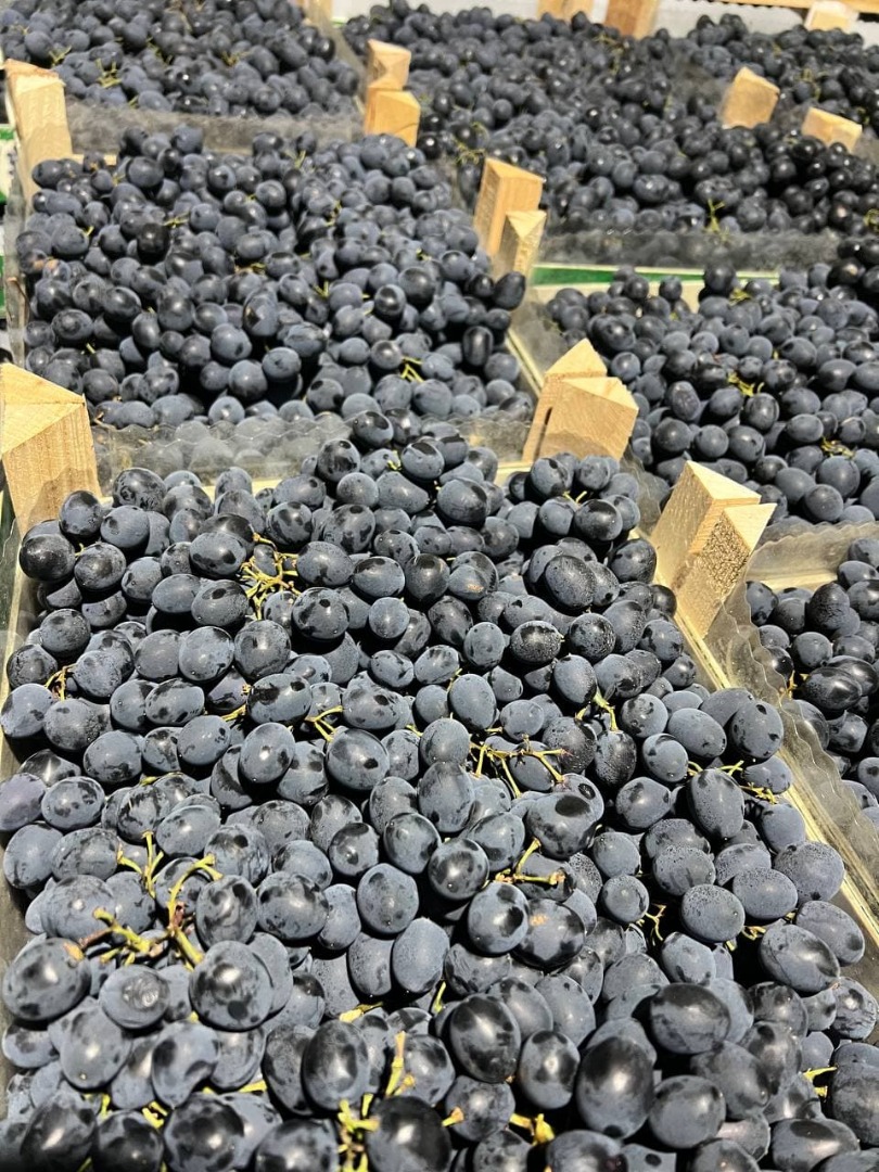 Delight in the rich taste of Moldova grapes, now available for wholesale! Our vineyards offer the finest selection of Moldova variety, known for their
