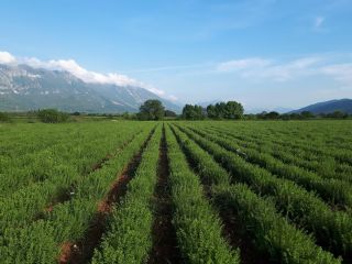 I sell oregano in large quantities of very good
