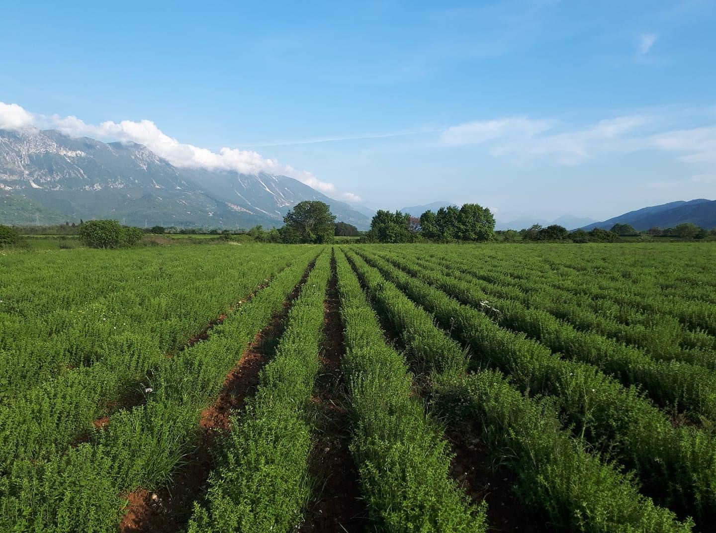 I sell oregano in large quantities of very good quality with organic certificate