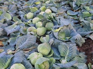 White cabbage, production and producer price, quality, packaging, and