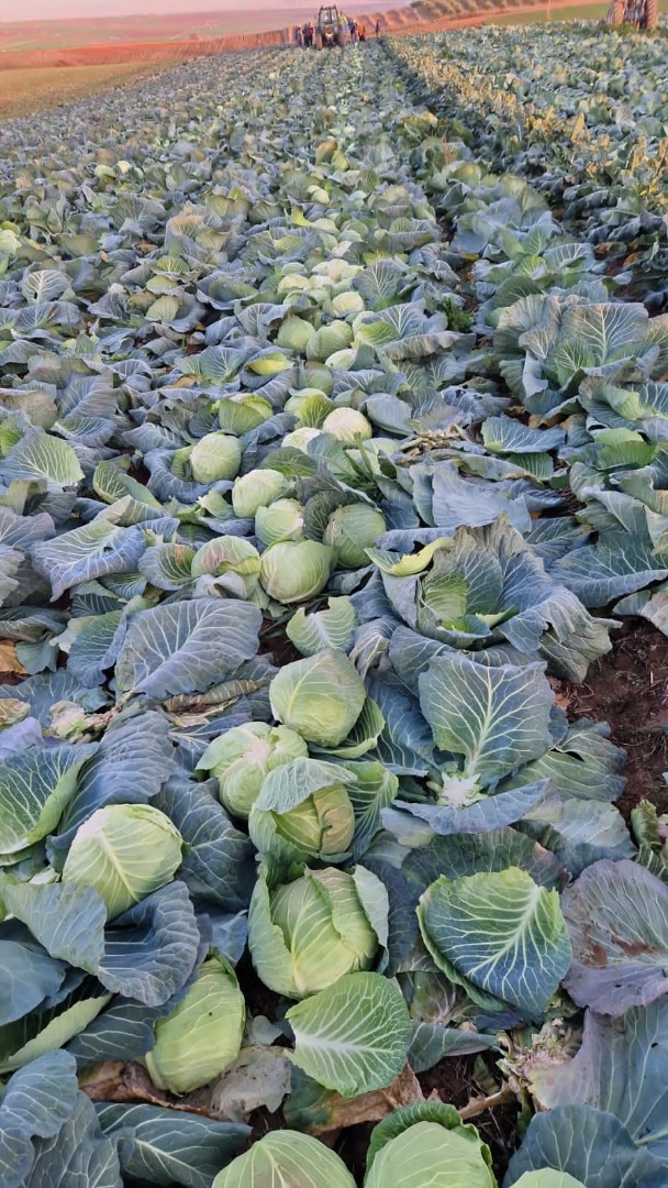 White cabbage, production and producer price, quality, packaging, and selection according to your requirements, the cabbage is fresh, it is grown directly from