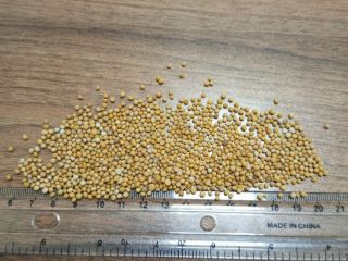 Senape bianca. 1000 tonnellate disponibili. È possibile l'imballaggio in