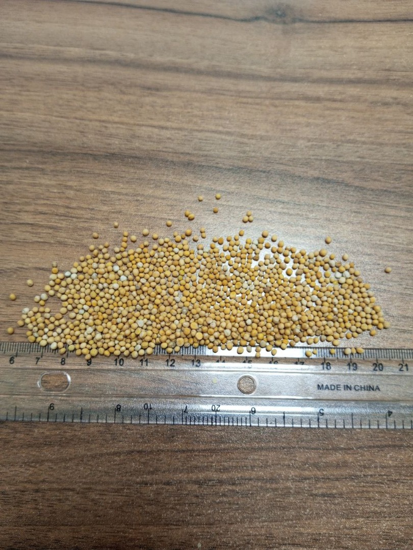 White mustard
