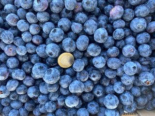 Blueberries for sale, pallet quantities, loading directly in Spain.