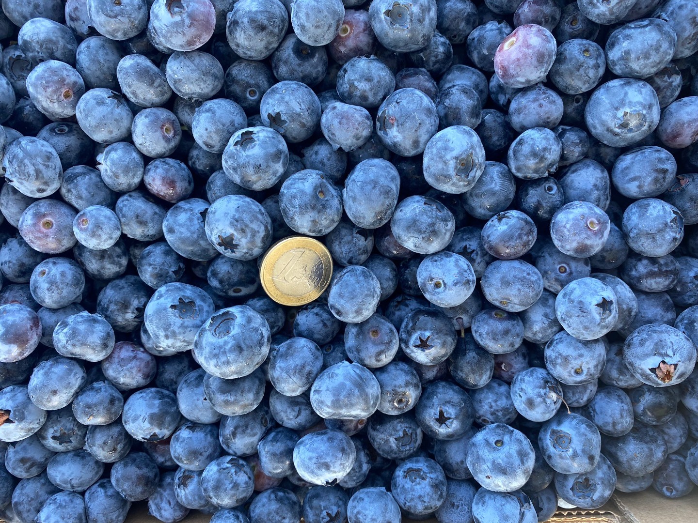 Blueberries for sale, pallet quantities, loading directly in Spain