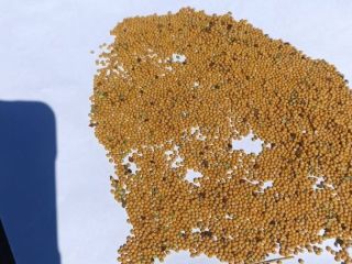 White mustard. High-quality.