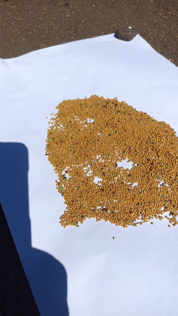 White mustard