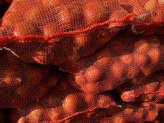 Red onion from Hungary for sale. Size: 40-80 mm