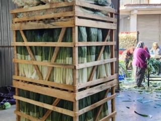 I am selling leeks exactly as in the picture.