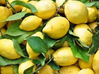 Fresh, high quality FRUIT AND VEGETABLES from Italy Lemon