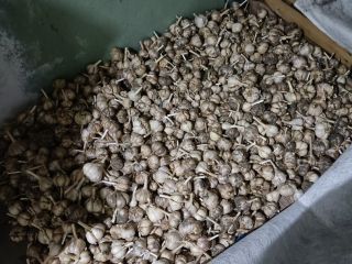 Polish garlic grown in your own garden, without fertilizers