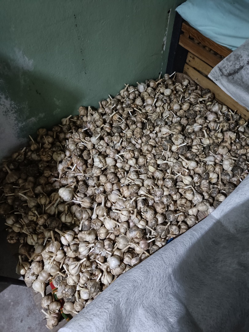 Polish garlic grown in your own garden, without fertilizers and spraying