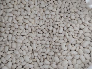Hello, I am selling white dwarf beans 100-120/100g in