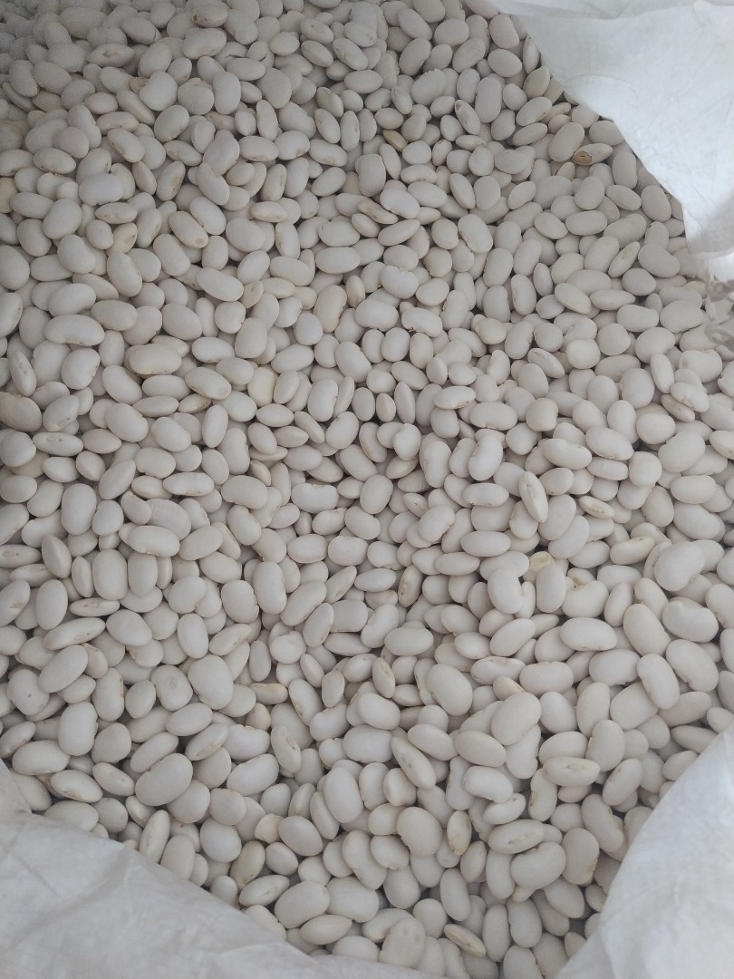 Hello, I am selling white dwarf beans 100-120/100g in Poland