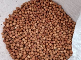 Hello, I am selling a hazelnut product, harvest 2023,