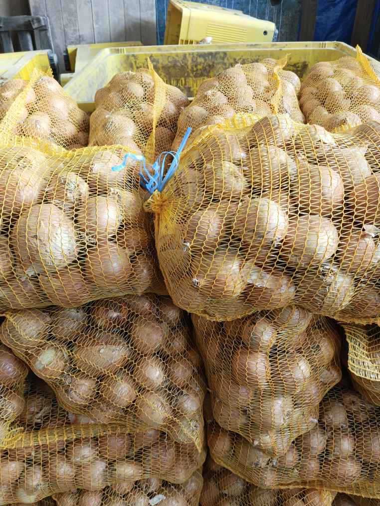 I sell yellow onions, size 4-9, packed in 15 kg bags