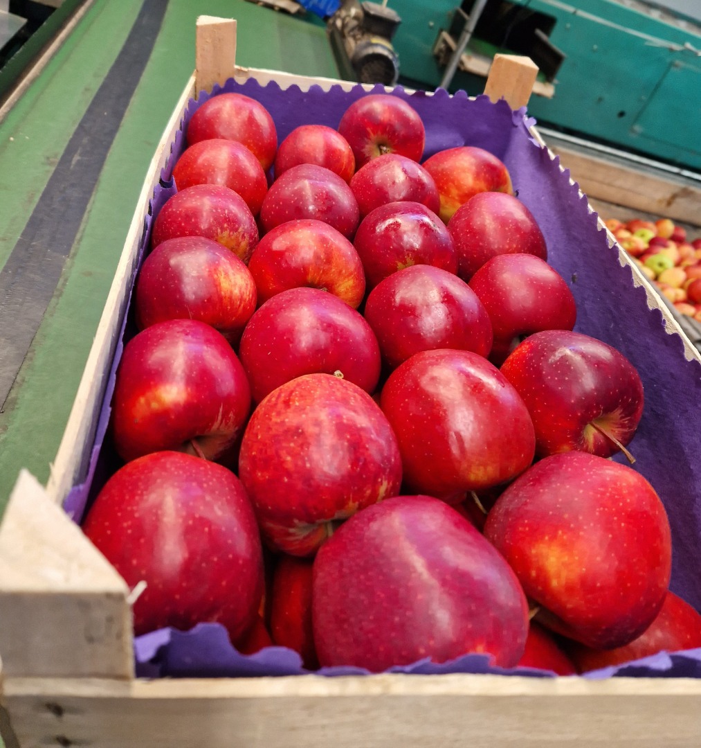 I will sell consumer apples from KA