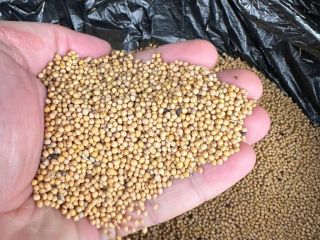We sell white mustard 600 tons locally in Belarus
