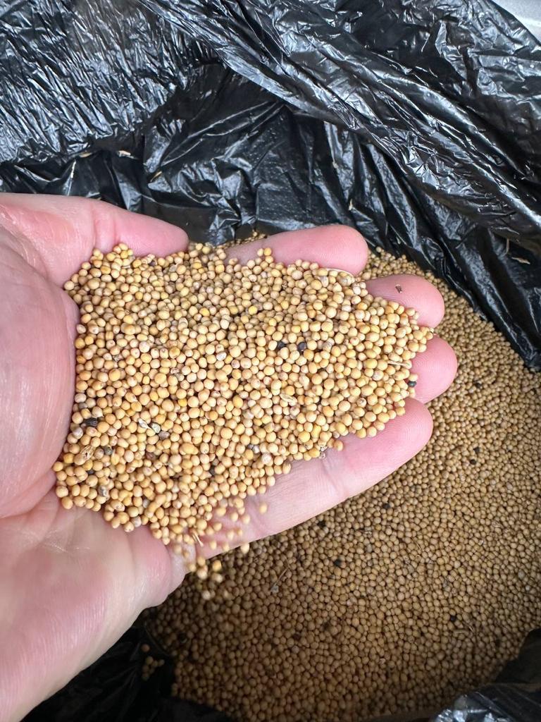 We sell 600 tons of white mustard directly to Belarus via FSA