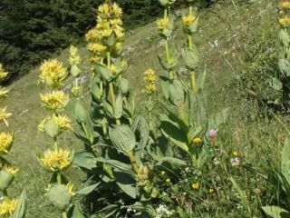 Yellow gentian, 7-year-old root, dried. Our gentian was planted