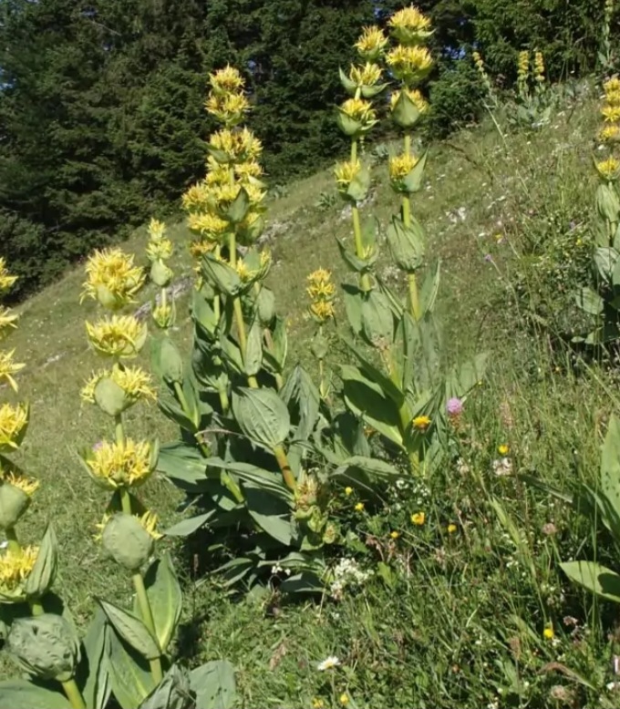 Yellow gentian, 7-year-old root, dried