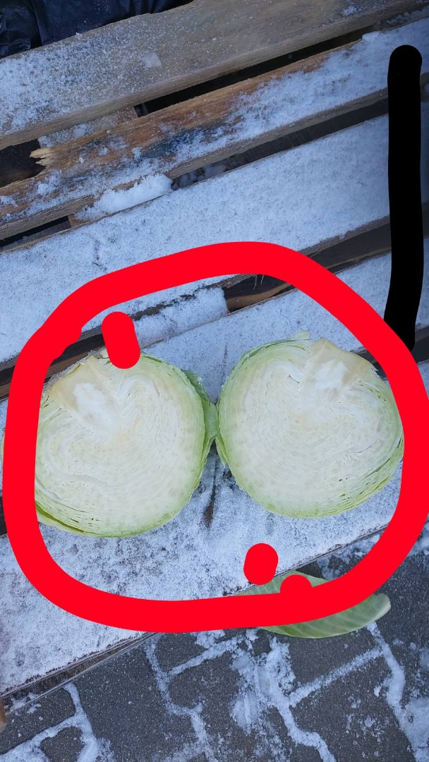 Cabbage !!!