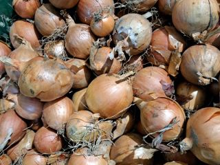 Yellow onion for sale. Packed in 15 kg bags.