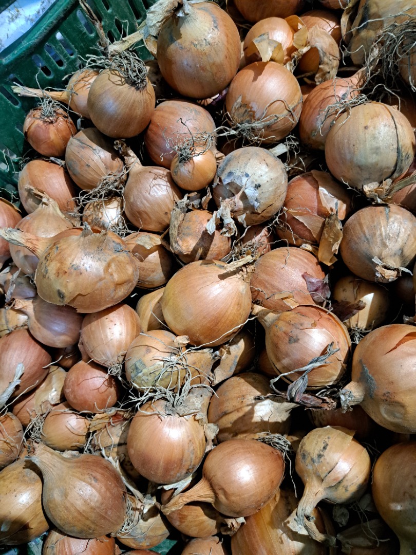 Yellow onion for sale