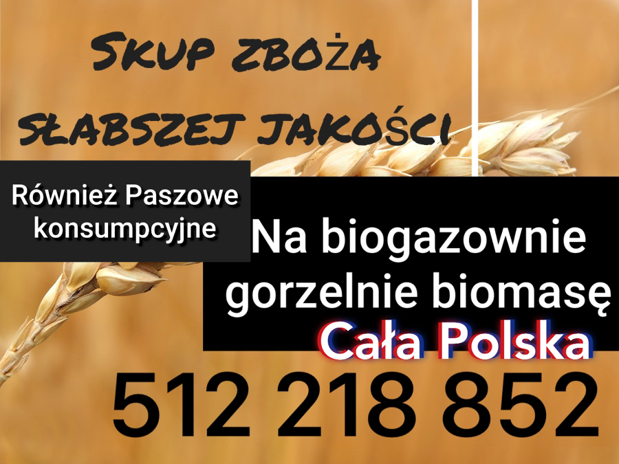 Purchase all of Poland's cereals, corn, rapeseed, for feed and consumption, also for distilleries of lower quality, quick payment 5/1/2/2/1/8/8/5/2