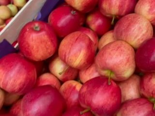 I will sell a striped Gala apple, any packaging,