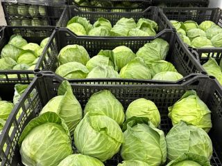 Young cabbage