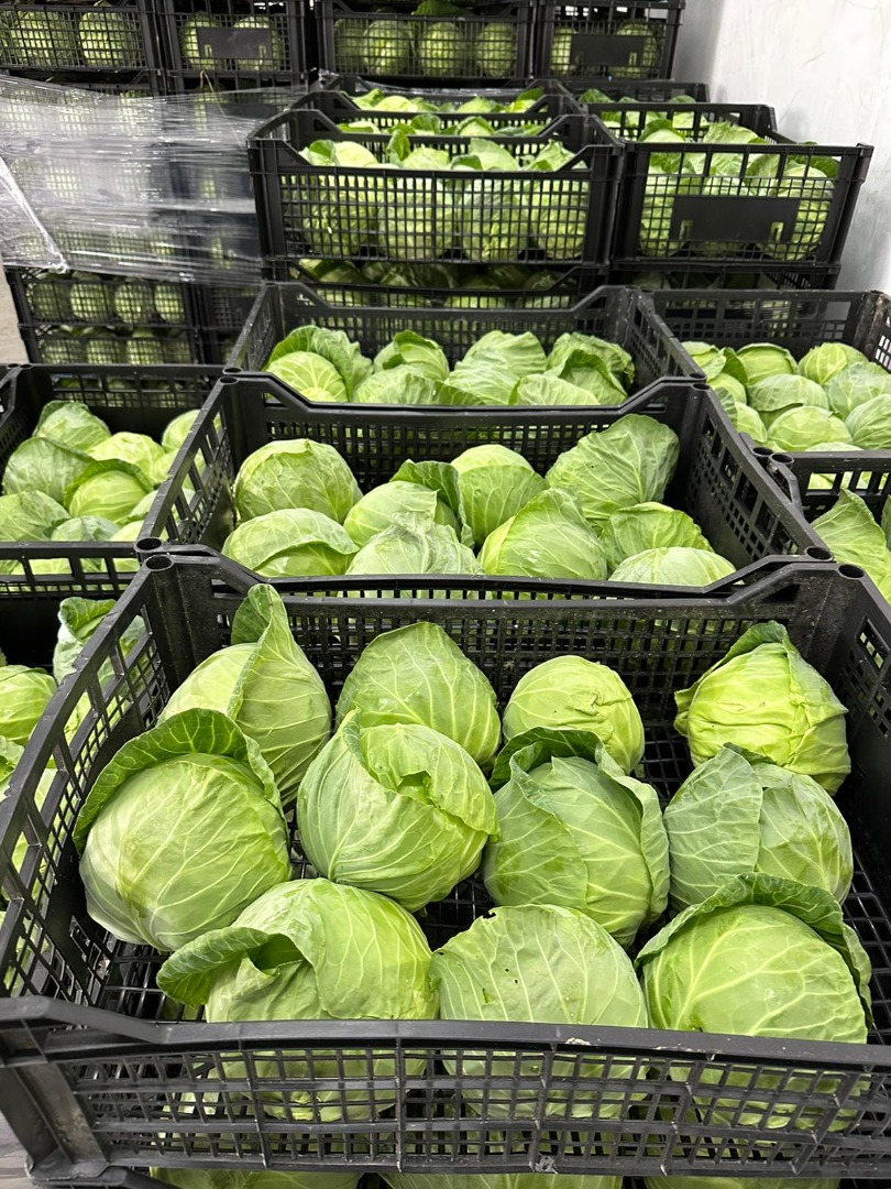 Young cabbage