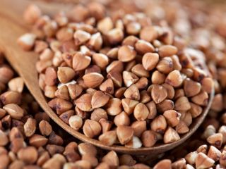 Antey Sad company for supply: spring vetch, winter vetch,