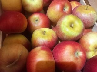 I am selling apples of the Ajdared variety, the