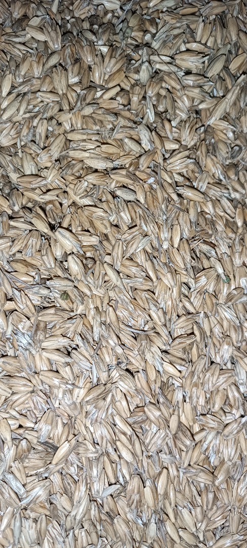 I am selling 125 tons of certified organic, unhulled spelled wheat from the 2023 harvest