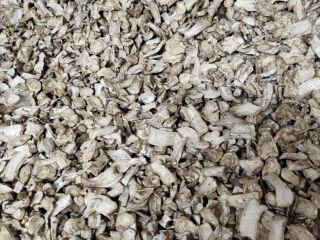 white plate of dried mushroom root