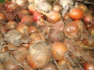 YELLOW ONION - FOR PEELING - CALIBER approx. 60%