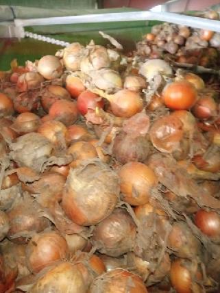 YELLOW ONION - FOR PEELING - CALIBER approx