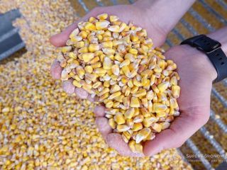 Feed corn for sale from Ukraine. 1500. I sell