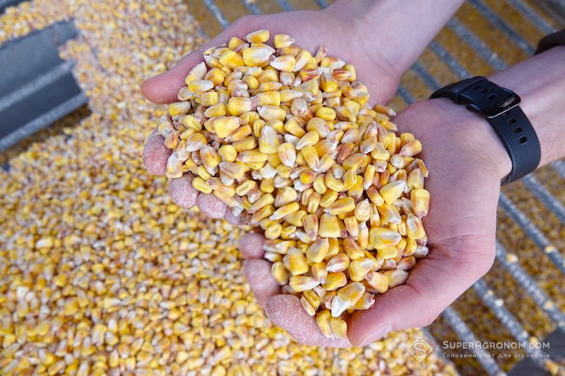 Feed corn for sale from Ukraine