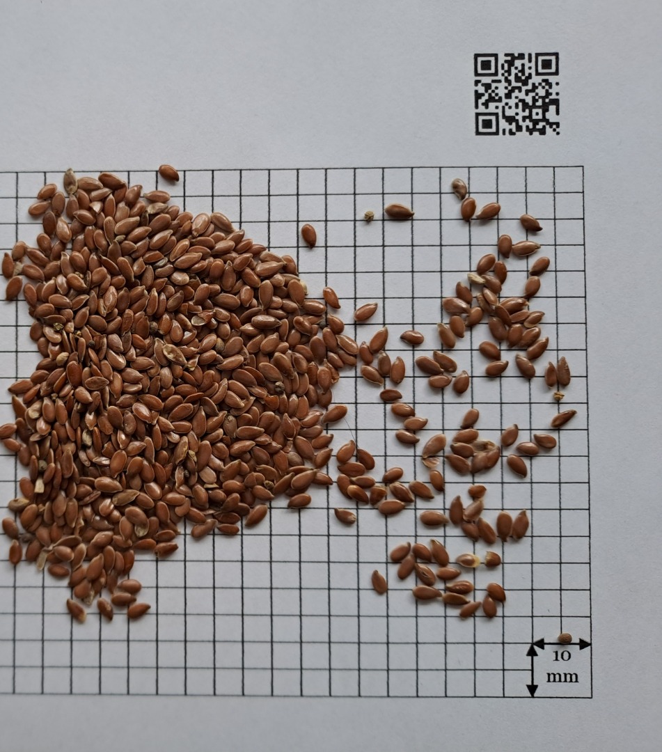 Good day! Our company Ingran can deliver conventional flaxseed in big bags